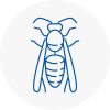 Leighton Buzzard Wasp Nest Removal